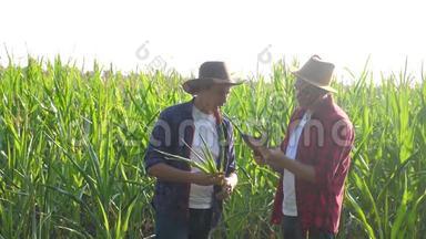 团队合作智慧农牧概念慢动作视频.. 两名男子农艺师持有数码平板触摸板电脑